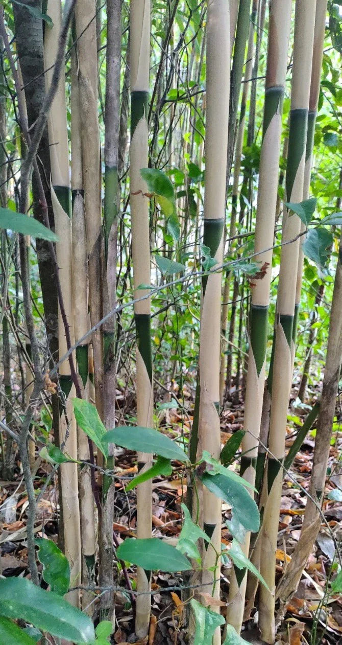 3 Pieces Pseudosasa Amabilis Rhizome Live Bamboo Plants for Tea Sticks, Clumping Bamboo, Indoor & Garden Growth