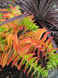 Campfire Succulent Cuttings - 3 Pieces Crassula perfoliata var. falcata Vibrant Green & Red Foliage