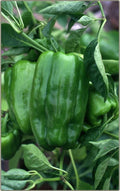 Big Bertha Sweet Pepper Seeds - Heirloom Non-GMO Capsicum annuum for Home Garden, Container or In-ground Planting