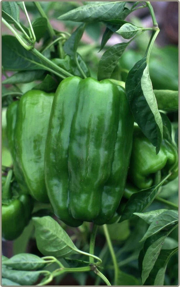 Big Bertha Sweet Pepper Seeds - Heirloom Non-GMO Capsicum annuum for Home Garden, Container or In-ground Planting