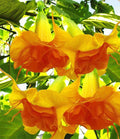 Angel Trumpet Seeds - 10 Pack Brugmansia spp. Bright Yellow Orange Flowers for Garden & Container