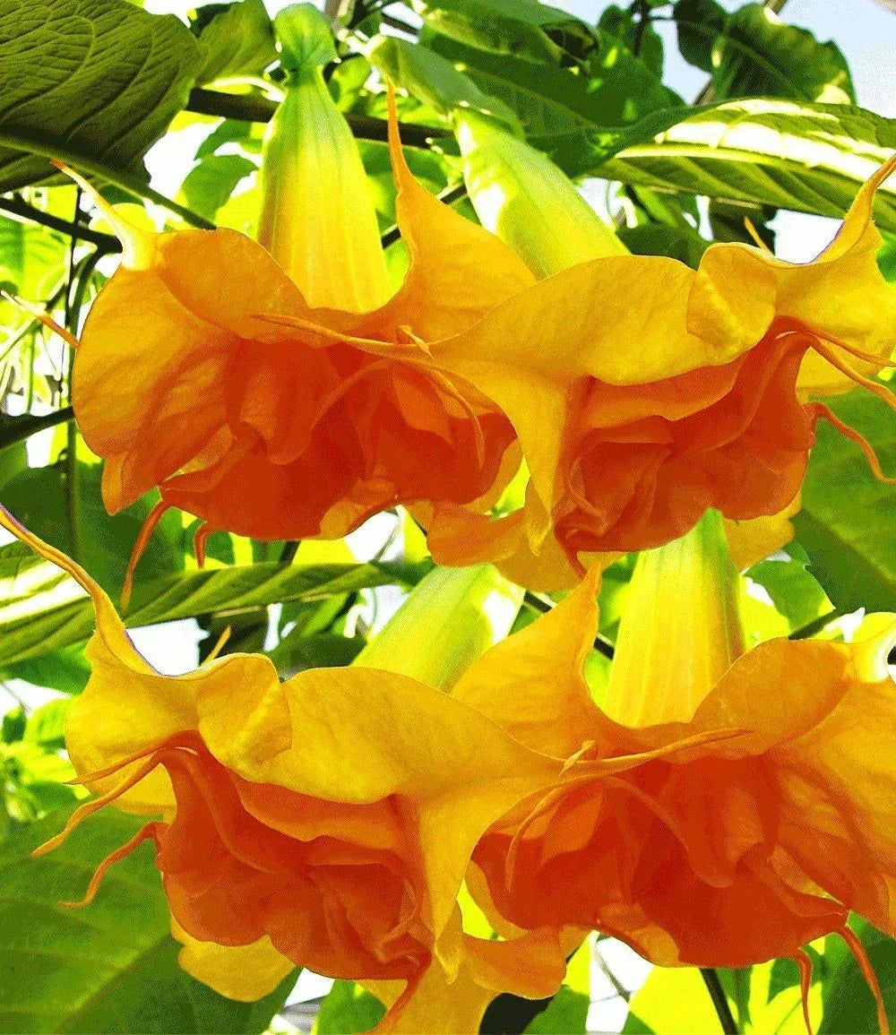 Angel Trumpet Seeds - 10 Pack Brugmansia spp. Bright Yellow Orange Flowers for Garden & Container