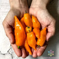 Habanada Sweet Pepper Seeds - 25+ Pack, Non-GMO, Capsicum baccatum, Yellow to Orange, Garden Planting, Vegetable Seeds