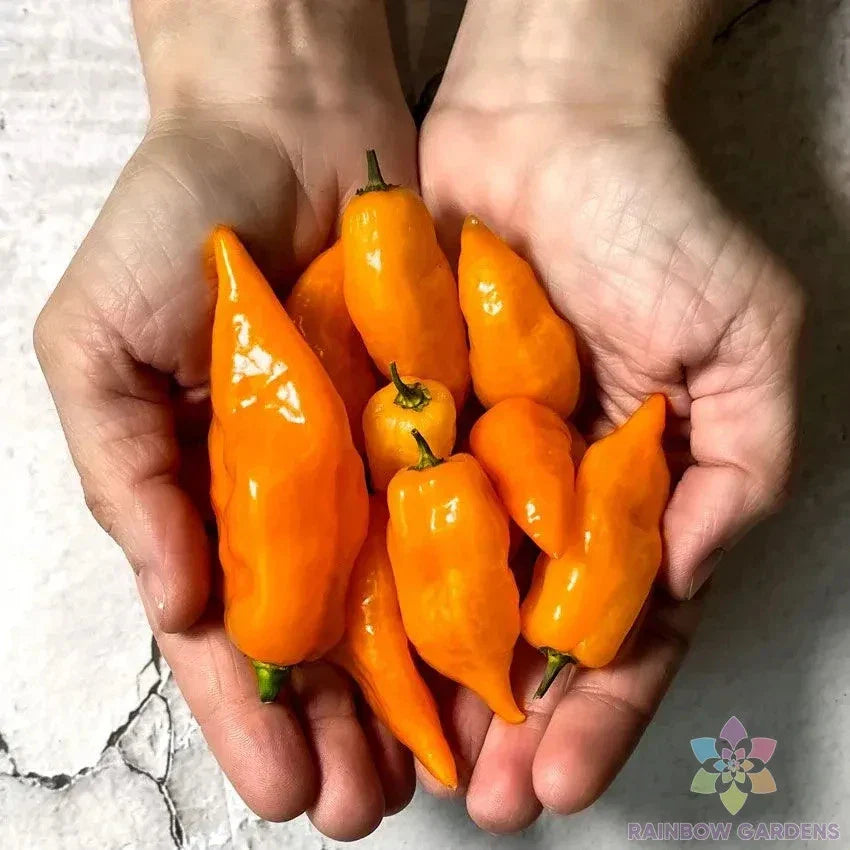 Habanada Sweet Pepper Seeds - 25+ Pack, Non-GMO, Capsicum baccatum, Yellow to Orange, Garden Planting, Vegetable Seeds