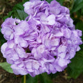 Light Purple Hydrangea Seeds - Hydrangea macrophylla Perennial Flower Seeds for Garden, Borders & Containers