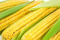 Sweet Corn Seeds - Jubilee Variety, Non-GMO, Heirloom, High Yield, Zea mays, Fresh Seed Packet