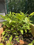 Live American Chestnut Tree, 1-Year-Old, Well-Rooted Seedling, Castanea dentata, Native Tree for Landscaping and Reforestation