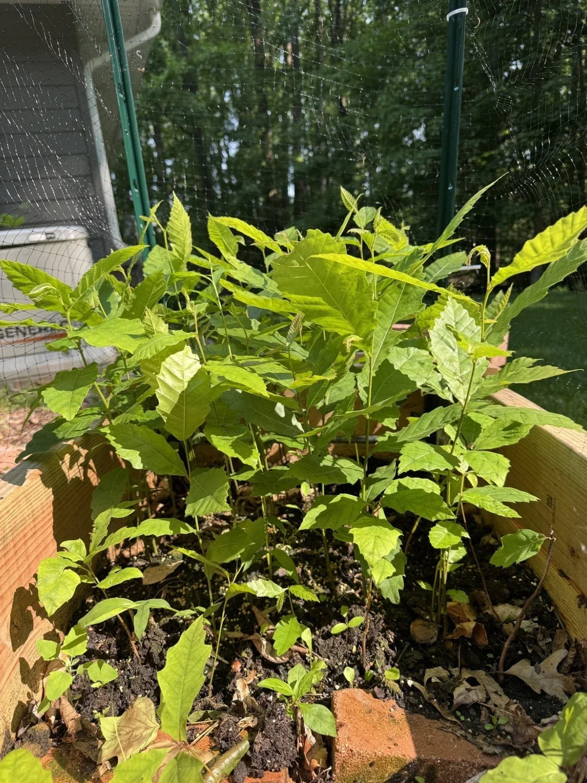 Live American Chestnut Tree, 1-Year-Old, Well-Rooted Seedling, Castanea dentata, Native Tree for Landscaping and Reforestation