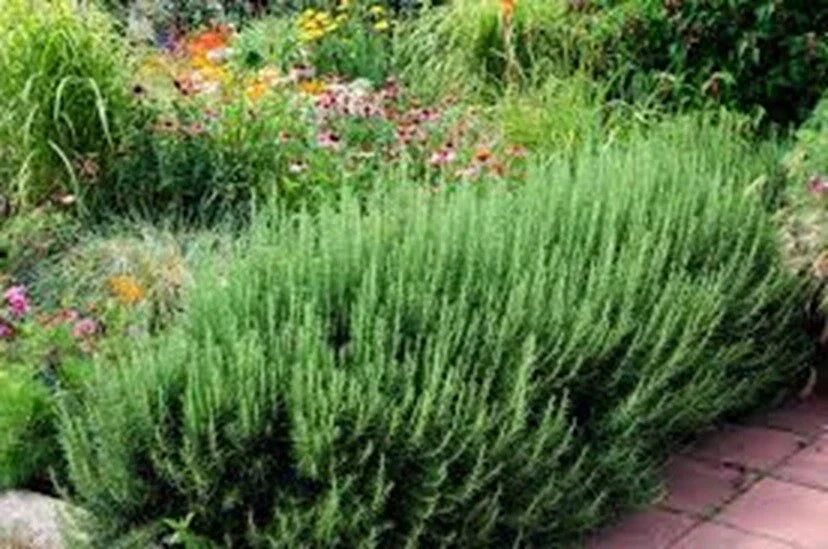 Organic Rosemary Herb Plants Live Dipped Cuttings - 10" Salvia rosmarinus for Culinary & Garden Use