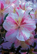 Azalea Starter Plant - White with Pink Stripes | Rhododendron Deciduous
