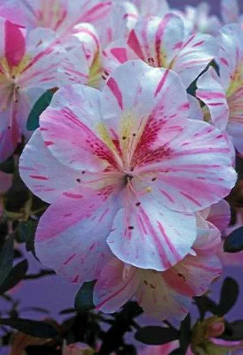 Azalea Starter Plant - White with Pink Stripes | Rhododendron Deciduous