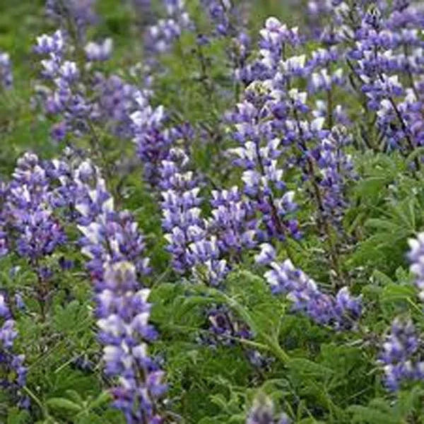 Arroyo Lupine Seeds Pack of 500 – Purple Flowers, Lupinus succulentus, Wildflower, Perennial, Easy to Grow