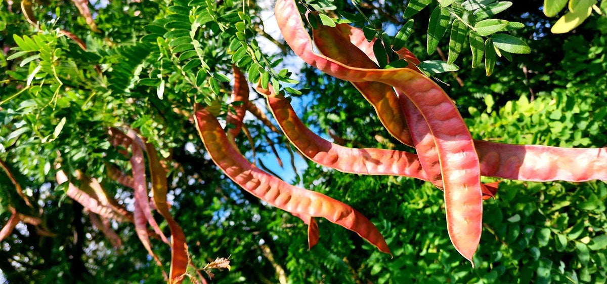 Thornless Honey Locust Seeds 12 Pack, Drought-Tolerant Shade Tree, Gleditsia triacanthos, Fast-Growing Landscape Tree Seeds