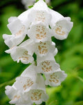 Foxglove Seeds 50 Pack - Foxy White Variety - Digitalis purpurea - Perennial Flower Seeds for Shade Gardens