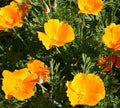 Orange California Poppy Seeds – Eschscholzia californica, Bright Orange, Annual Flower Seed Packet with 600+ Seeds