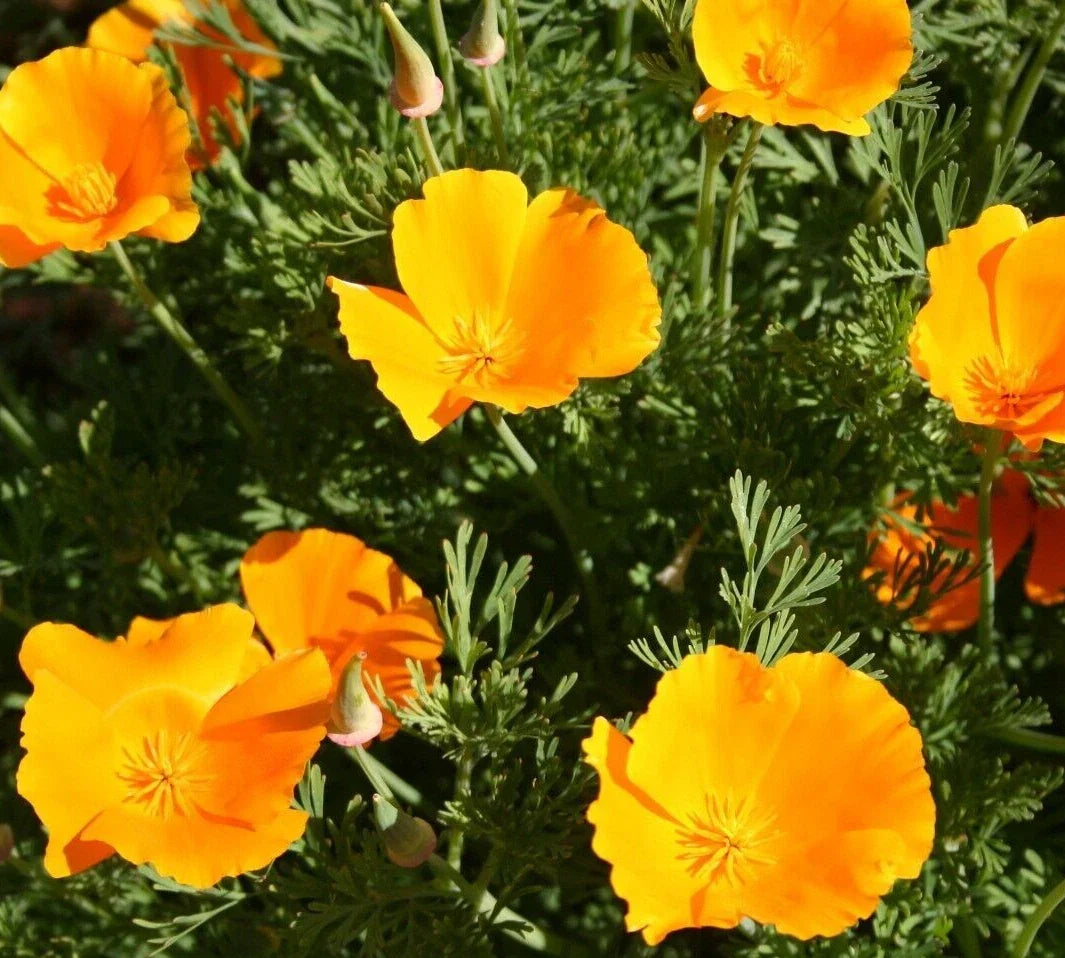 Orange California Poppy Seeds – Eschscholzia californica, Bright Orange, Annual Flower Seed Packet with 600+ Seeds