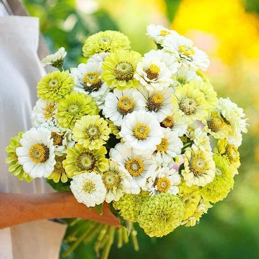 Zinnia Seeds Mix - 100 Pack - Snow White & Rare Green - Zinnia elegans for Borders & Cut Flowers