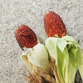 Organic Red Strawberry Popcorn Seeds - Heirloom Zea mays for Summer Garden, 75+ Non-GMO Seeds, Easy to Grow, Unique Red Kernels