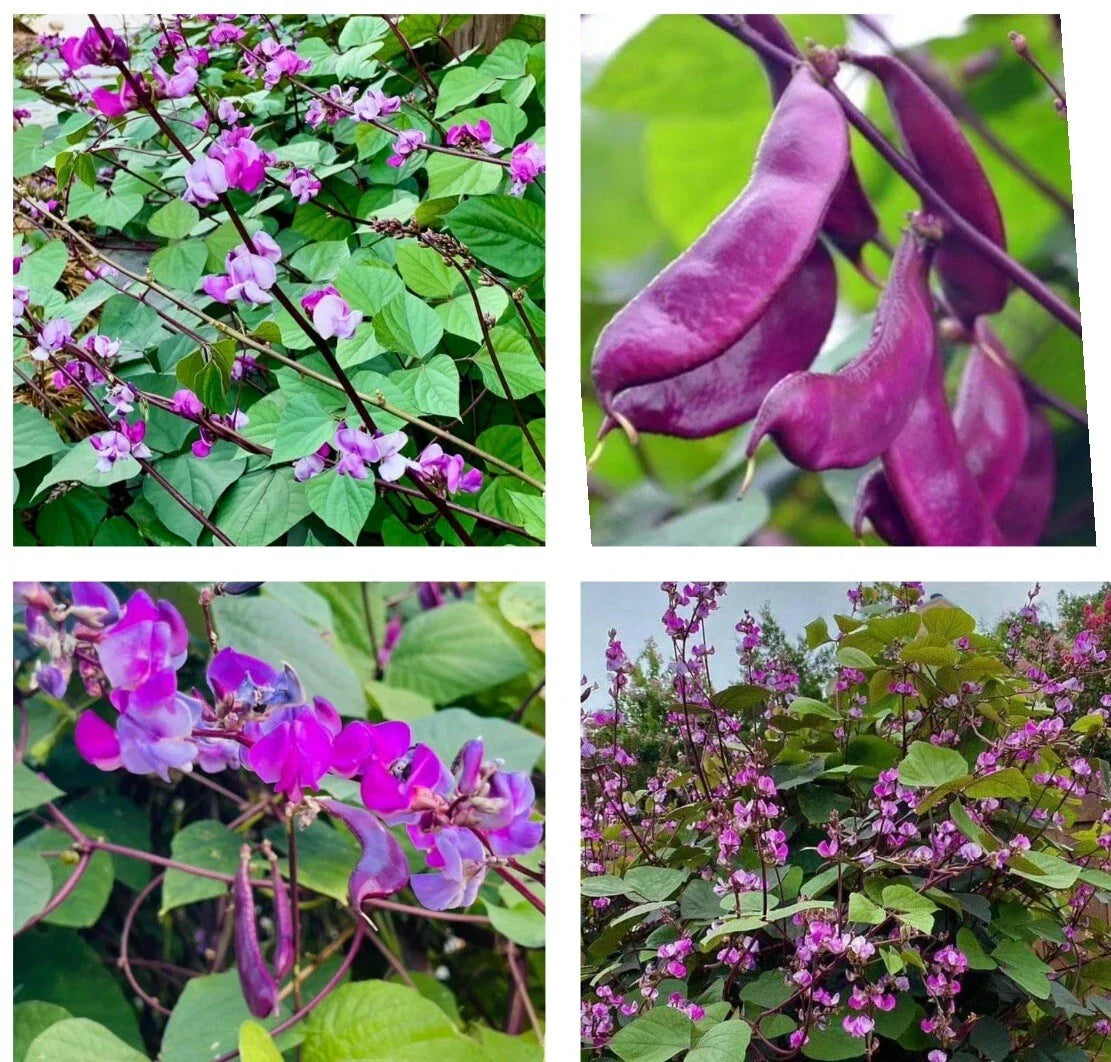 Purple Moon Hyacinth Bean Seeds - Climbing Vine, Edible Pods, Lablab purpureus, 15+ Seeds for Garden, Trellis & Fences