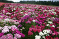 Sweet William Seeds - 500 Organic Biennial Dianthus barbatus for Borders, Cut Flowers, Pollinator Gardens