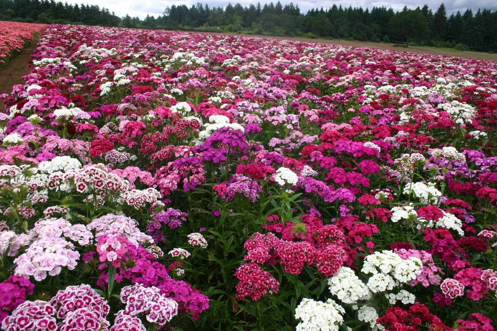 Sweet William Seeds - 500 Organic Biennial Dianthus barbatus for Borders, Cut Flowers, Pollinator Gardens