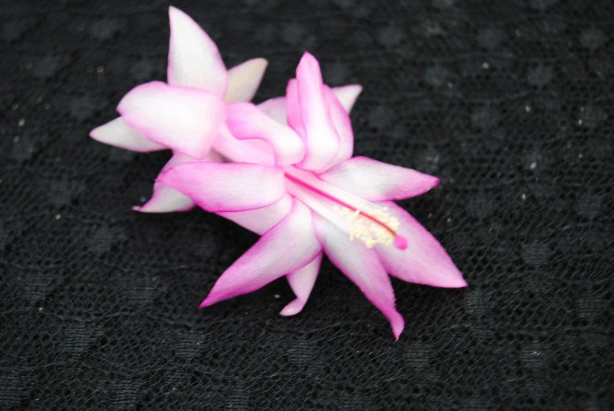 Christmas Cactus Starter Plant - Jolly Roger Schlumbergera Truncata Well Rooted Indoor Plant for Gifting & Decor