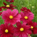 Rubenza Cosmos Seeds - 200+ Pack - Vibrant Red & Orange Flowers - Cosmos bipinnatus - Annual Garden Seeds