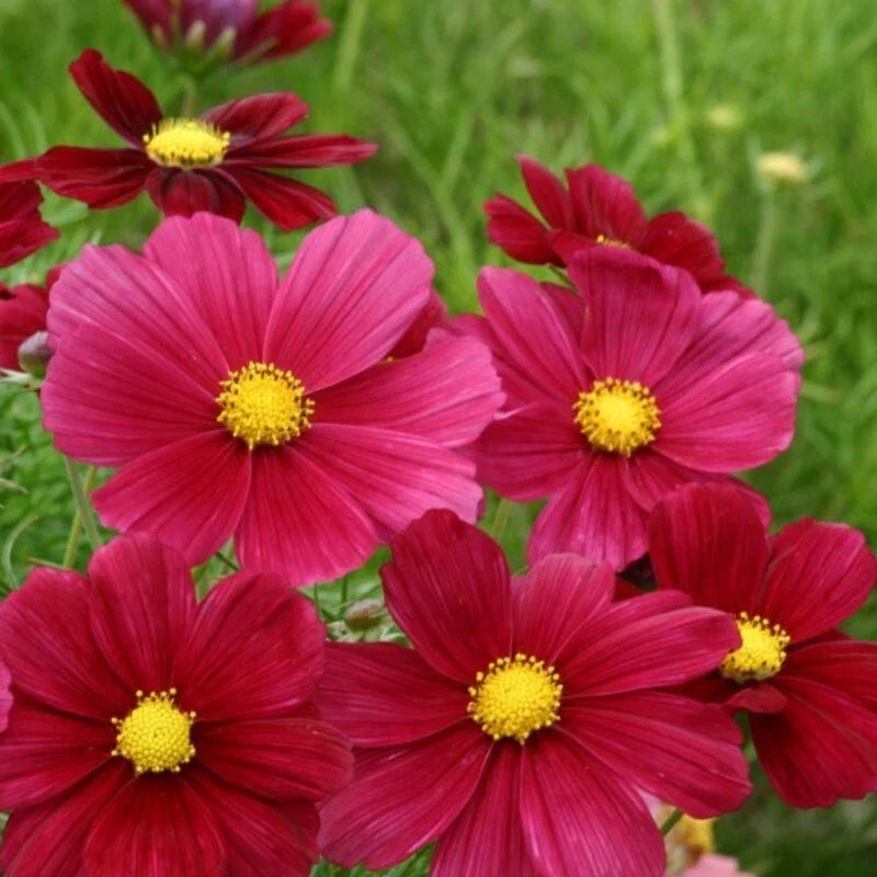 Rubenza Cosmos Seeds - 200+ Pack - Vibrant Red & Orange Flowers - Cosmos bipinnatus - Annual Garden Seeds