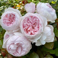 Earth Angel Rose Floribunda Unrooted Cuttings – 3 Fresh 6-Inch Pink Rose Plant Cuttings Rosa 'Earth Angel