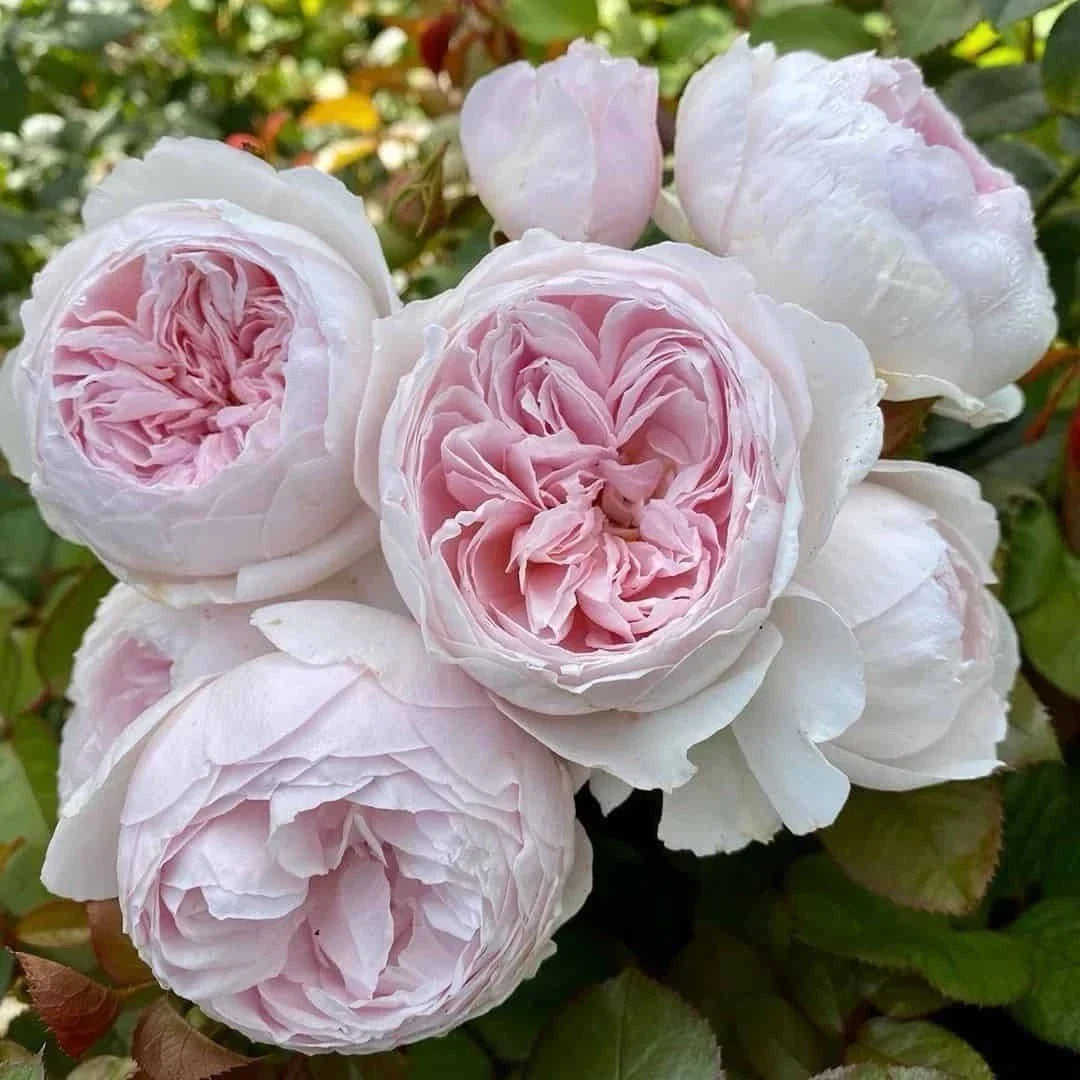 Earth Angel Rose Floribunda Unrooted Cuttings – 3 Fresh 6-Inch Pink Rose Plant Cuttings Rosa 'Earth Angel