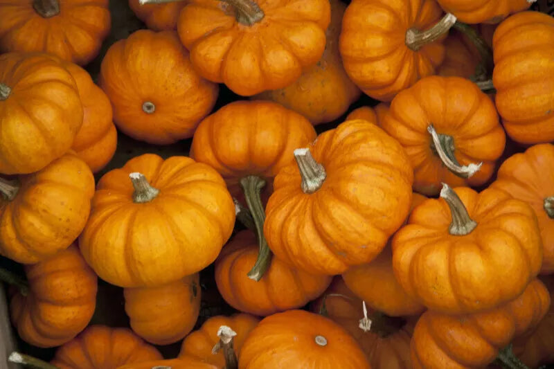 Jack Be Little Pumpkin Seeds - Miniature Non-GMO Seeds for Tiny Orange Pumpkins - Cucurbita pepo, 15+ Seeds, Garden or Decorative Use