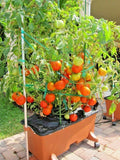 Organic Patio Bush Tomato Seeds - Compact 36" Solanum lycopersicum 'Patio Bush' for Container Gardening