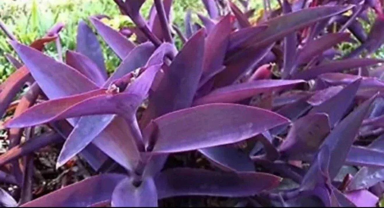 12 Pcs Live Purple Heart Plant Cuttings - Tradescantia pallida, Trailing, Indoor/Outdoor, Easy Care Houseplants