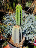 Armatocereus Mataranus Cutting – Fat-Rooted Succulent with New Growth, Unique Cactus Variety