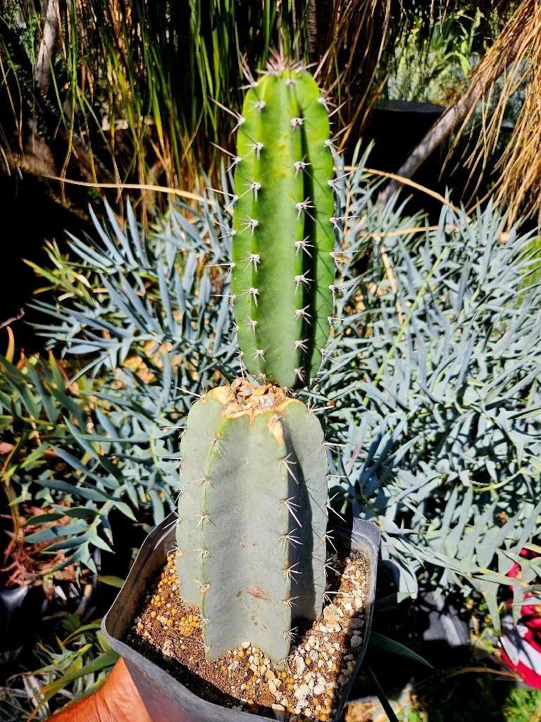 Armatocereus Mataranus Cutting – Fat-Rooted Succulent with New Growth, Unique Cactus Variety