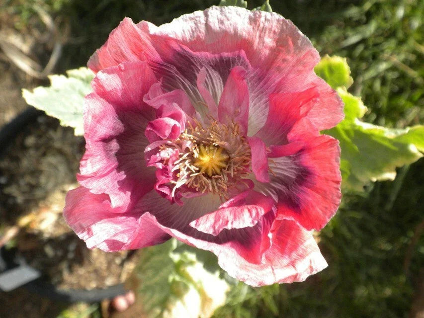 Turkish Blue Breadseed Poppy Seeds – Organic Papaver somniferum, Edible Seeds, 500 Pack for Gardens & Culinary Use