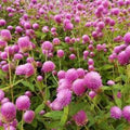Gomphrena Seeds - 200 Raspberry Cream Globe Amaranth Organic Seeds - Attracts Pollinators - USA Shipping Free