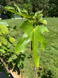 White Marseilles Fig Cuttings - Unrooted Ficus carica 'White Marseilles' Honey-Sweet, High-Yield, Fruitful, Garden Plant