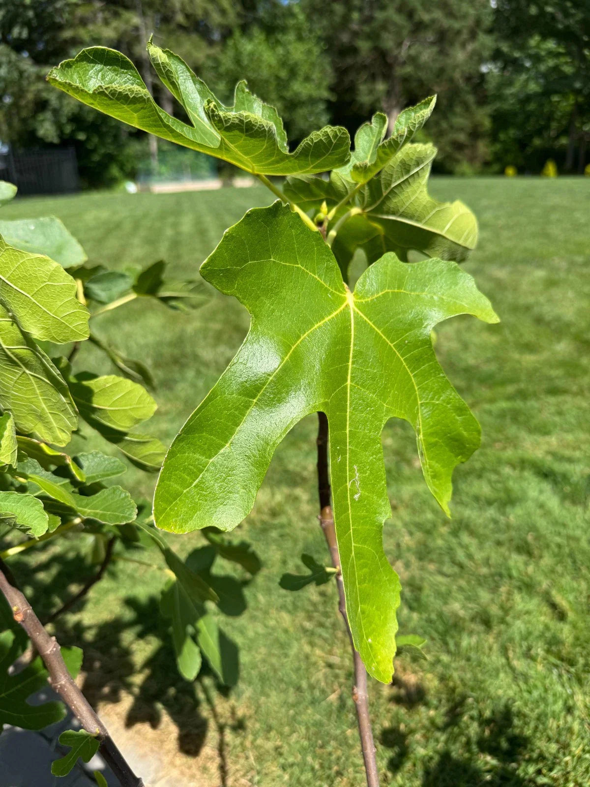 White Marseilles Fig Cuttings - Unrooted Ficus carica 'White Marseilles' Honey-Sweet, High-Yield, Fruitful, Garden Plant