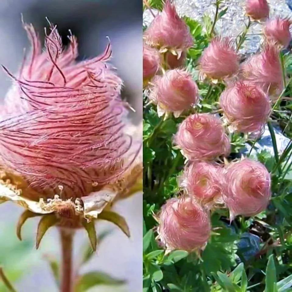 Prairie Smoke Seeds - 10 Pack - Native Wildflower Seeds - Geum triflorum - Drought-Resistant Perennial for Gardens and Meadows