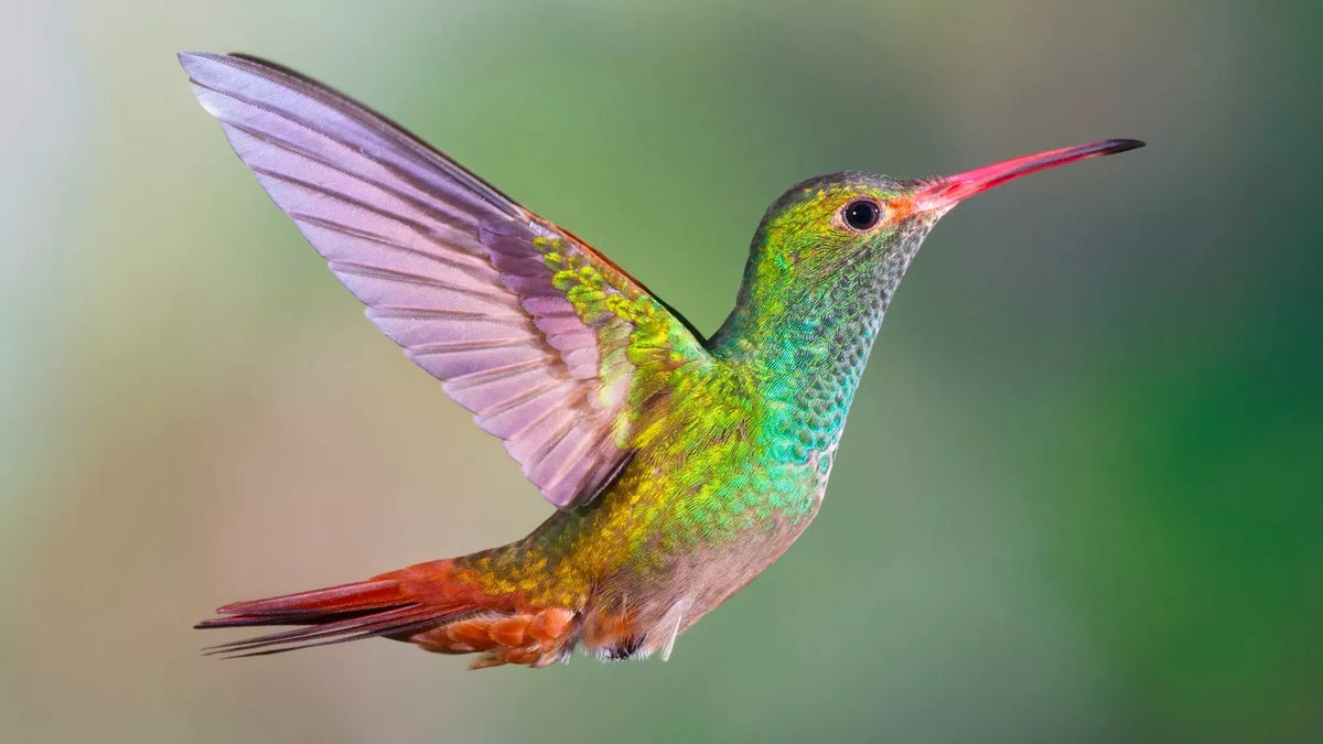 Hummingbird Wildflower Seed Mix - Perennial Garden Blend for Pollinators - Easy to Grow Flowers in Various Colors