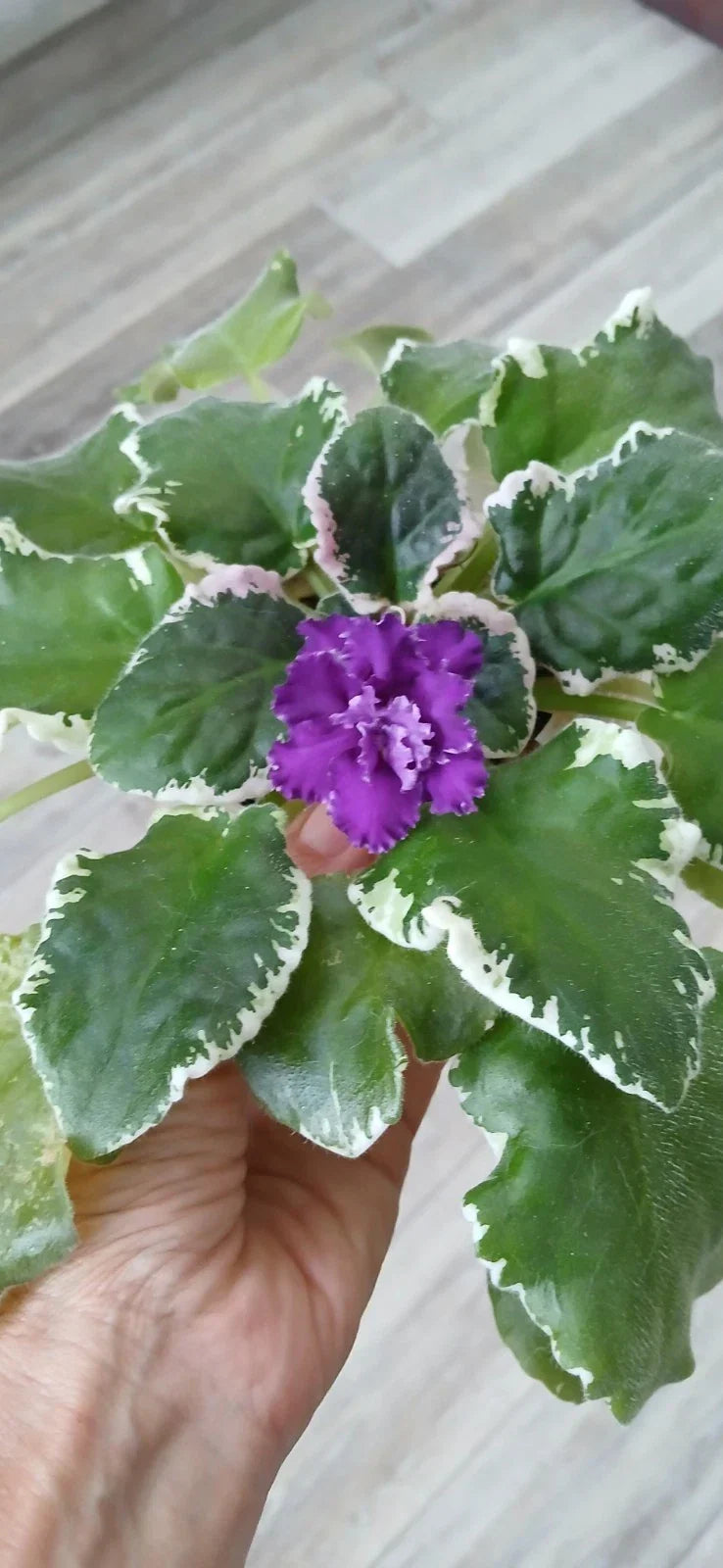 African Violet Leaves - Variegated Saintpaulia ionantha Propagation Pack - 2 Healthy Cuttings