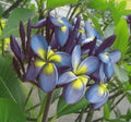 Plumeria Seeds 5 Pack - Blue Yellow Flowers - Perennial Frangipani - Plumeria rubra - Tropical Garden Plant