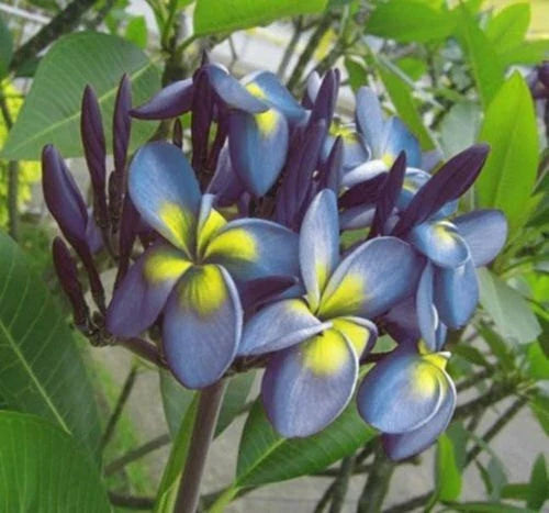 Plumeria Seeds 5 Pack - Blue Yellow Flowers - Perennial Frangipani - Plumeria rubra - Tropical Garden Plant