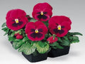 Pansy Seeds 50 Count Inspire Carmine With Blotch Viola tricolor var. wittrockiana Garden Flower