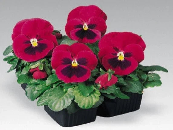 Pansy Seeds 50 Count Inspire Carmine With Blotch Viola tricolor var. wittrockiana Garden Flower