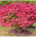 Dwarf Burning Bush Shrub Bare Root Plants – Euonymus alatus – 9-12 Inches, Fall Foliage, Compact, Drought Tolerant