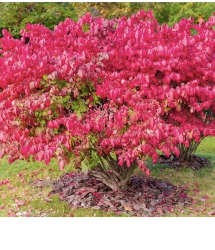 Dwarf Burning Bush Shrub Bare Root Plants – Euonymus alatus – 9-12 Inches, Fall Foliage, Compact, Drought Tolerant