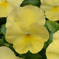 Trailing Pansy Seeds, Cool Wave Lemon, Viola x wittrockiana, vibrant yellow blooms, hanging baskets, container gardening, pollinator-friendly