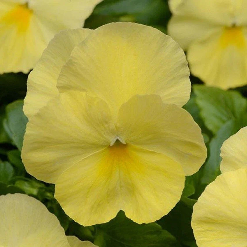 Trailing Pansy Seeds, Cool Wave Lemon, Viola x wittrockiana, vibrant yellow blooms, hanging baskets, container gardening, pollinator-friendly